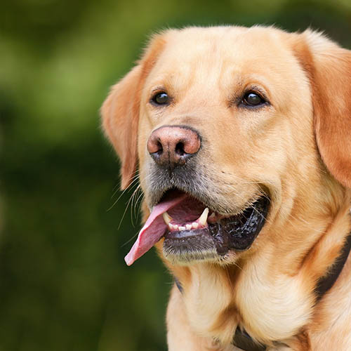 un chiot soin pharmacie Prevost